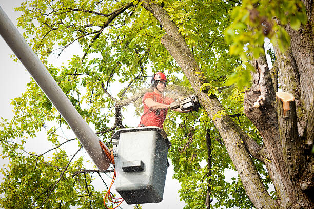 Independent Hill, VA Tree Services Company